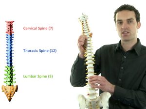 OFI Trainer with a model of a spine