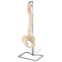Model Spine
